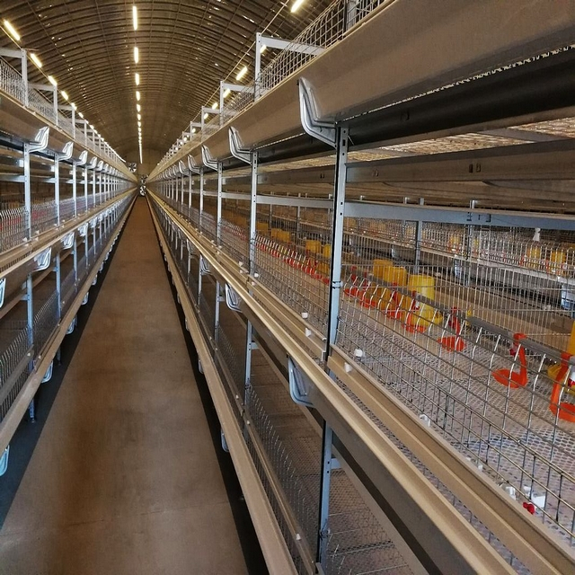  Edificio de la granja de pollos de la casa de aves de corral de acero enmarcado