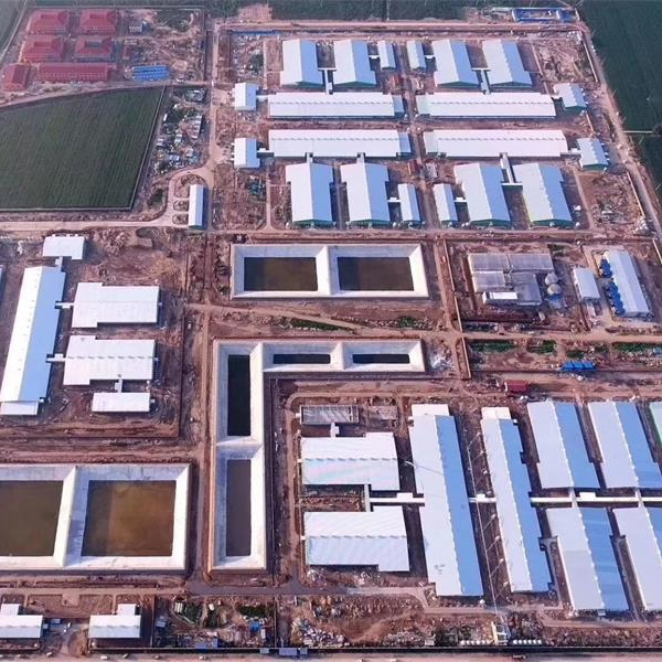 Acero prefabricado Prefabr House Building Building Piggery