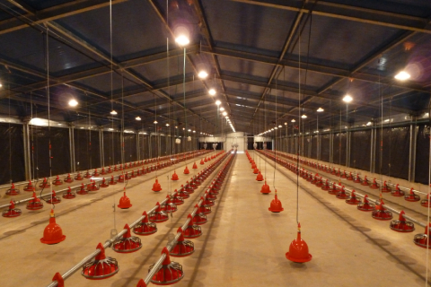 Estructura de acero Vivestock Farming House Shed