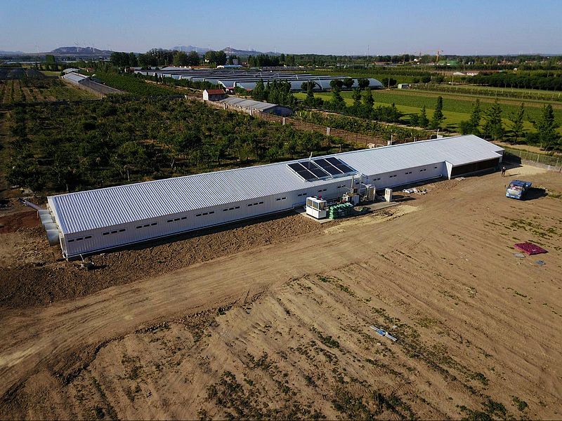 Edificio de granja av&iacute;cola