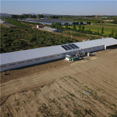 granja av&iacute;cola